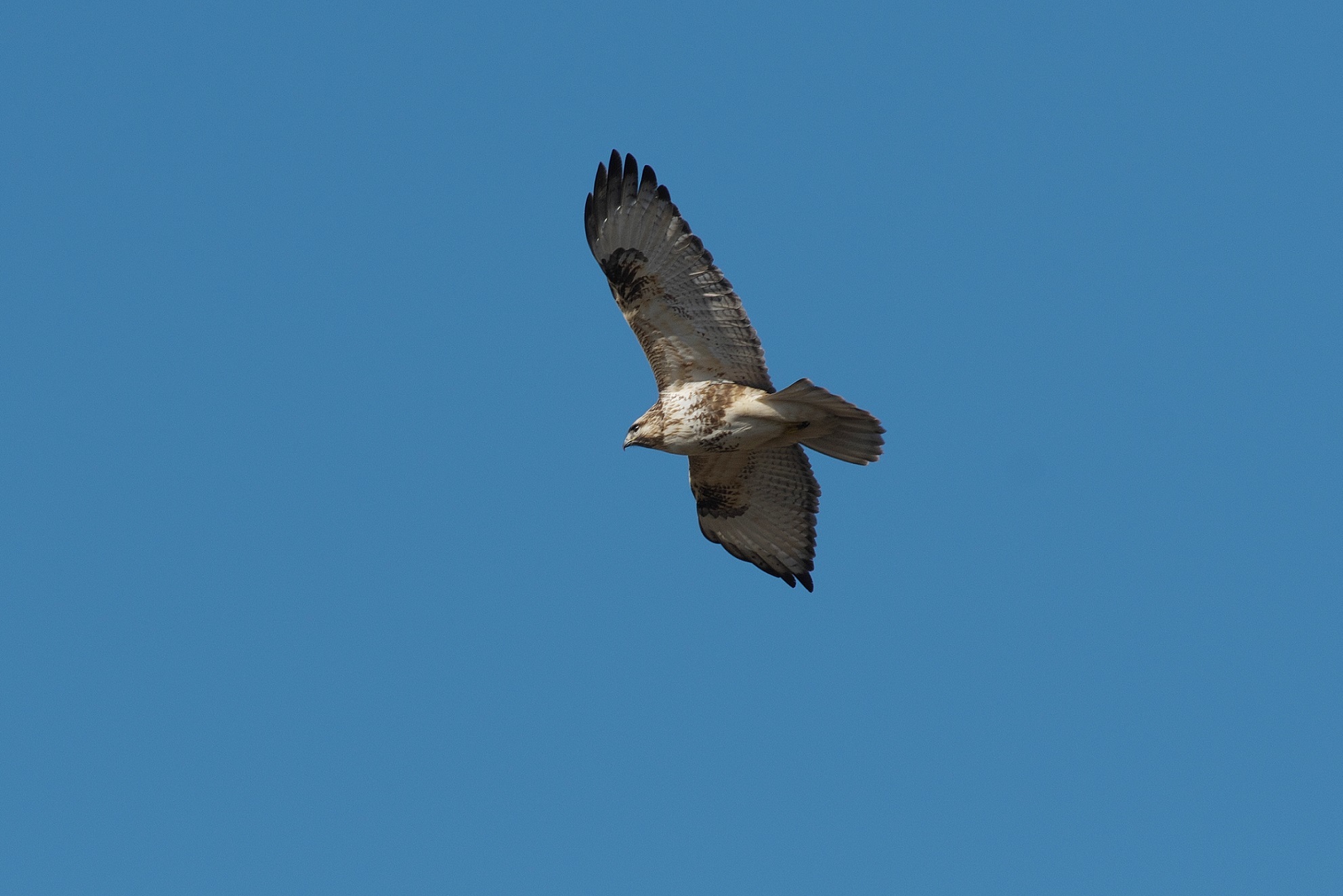 赤い鳥待ちの時に上空を飛ぶ大きな鳥 近隣の野鳥を探して