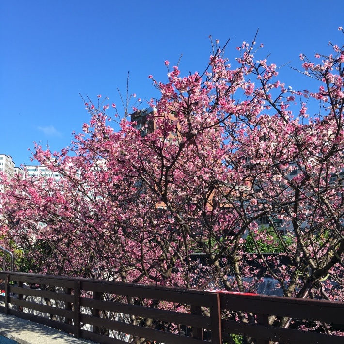 台北  樂活公園（東湖）に桜を見に行く_e0209865_17332154.jpeg