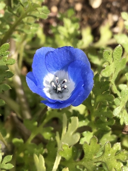 開花 ネモフィラとフェリシア いつかの空