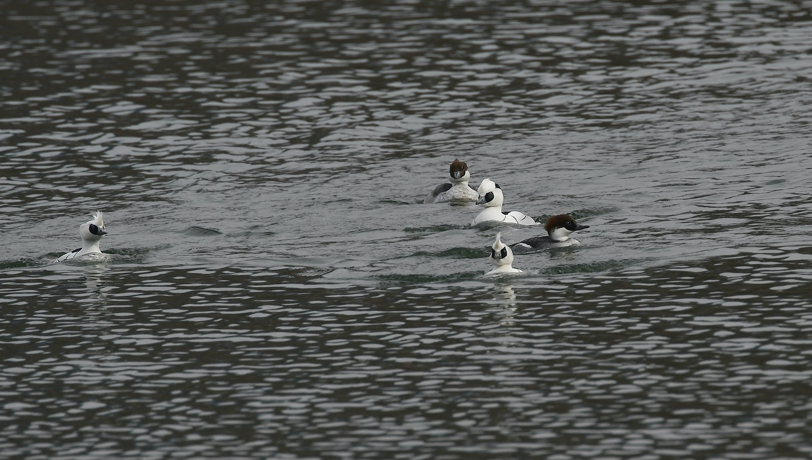遠くで水飛沫 ミコアイサ_f0053272_11432543.jpg