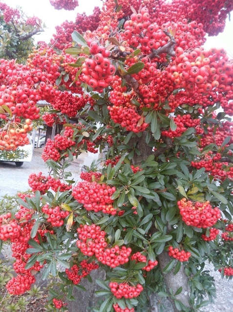 e0371086_21295016.jpg