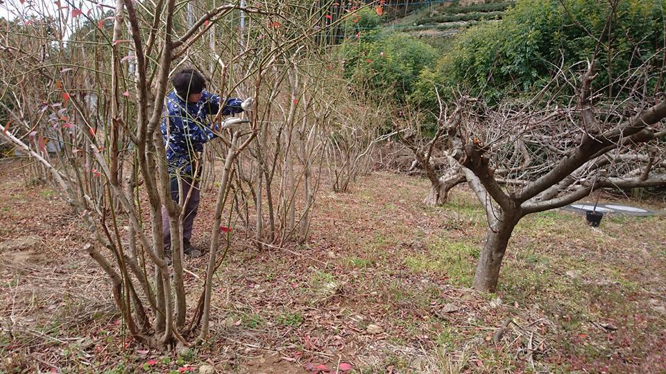 ブルーベリーの剪定作業 西川農園通信