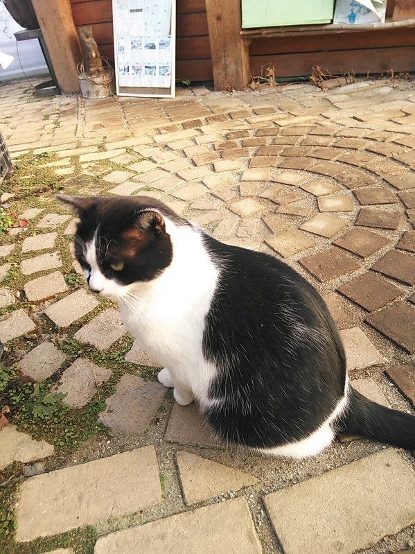 猫に嫌われてしまう･･･････(ノД`)・゜・。_b0331802_23334603.jpg