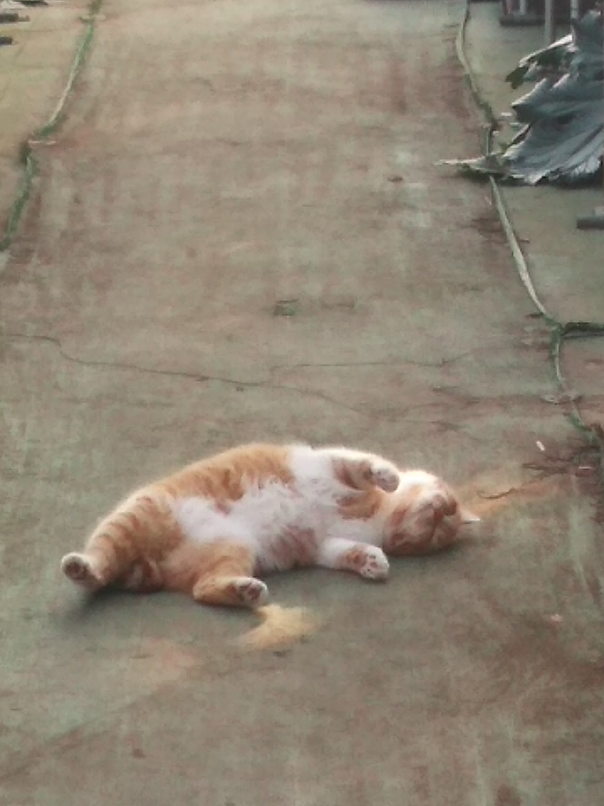 猫に嫌われてしまう･･･････(ノД`)・゜・。_b0331802_23334627.jpg