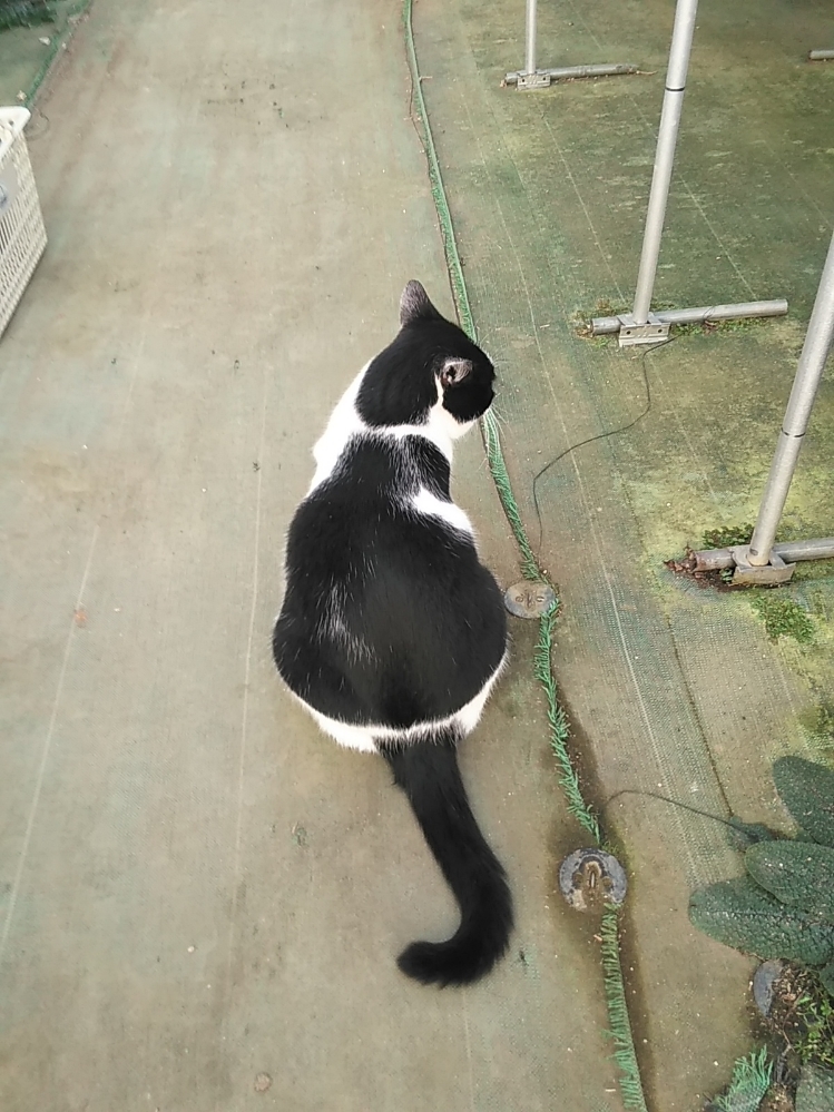 猫に嫌われてしまう･･･････(ノД`)・゜・。_b0331802_23334671.jpg