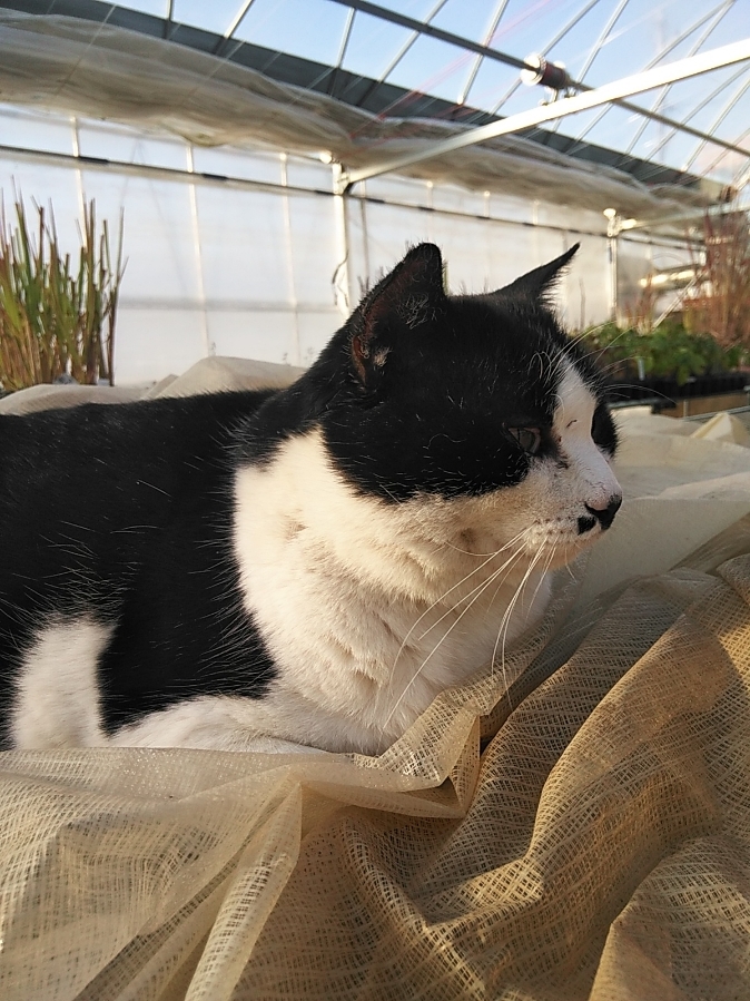 猫に嫌われてしまう･･･････(ノД`)・゜・。_b0331802_23335854.jpg