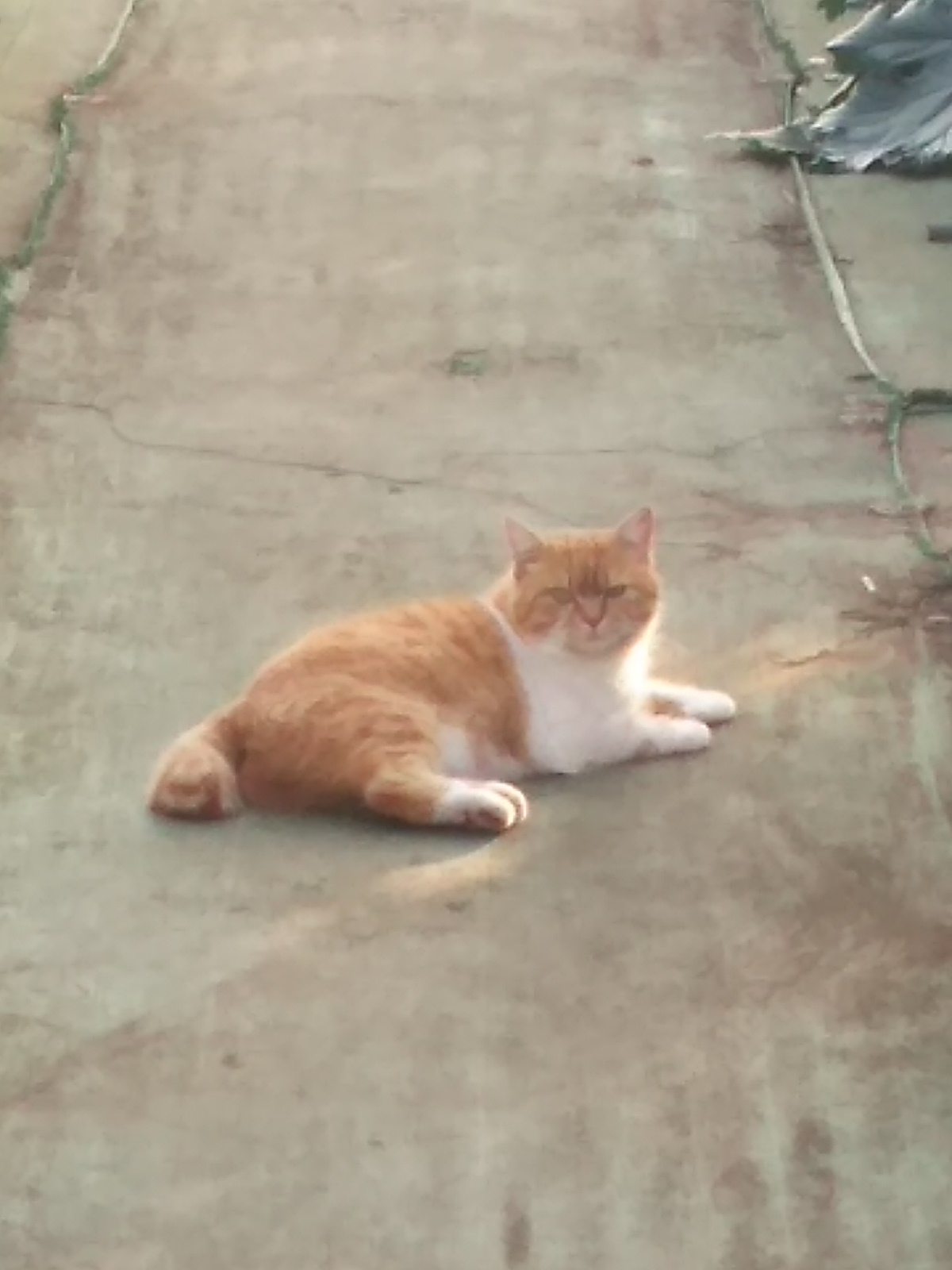 猫に嫌われてしまう･･･････(ノД`)・゜・。_b0331802_23335922.jpg