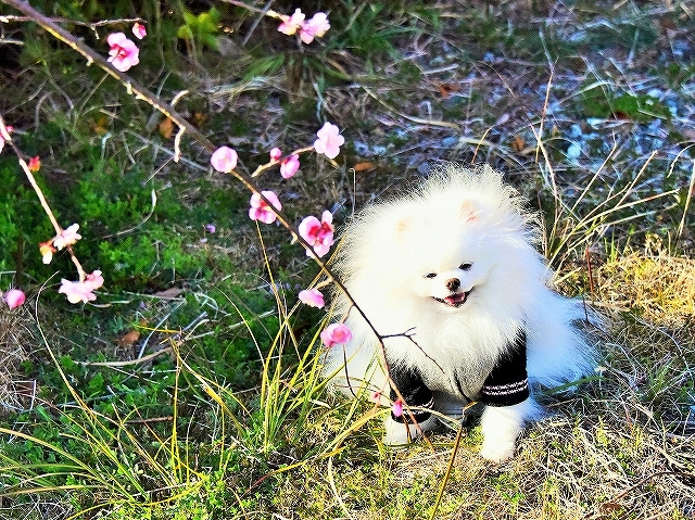 今年も季節は巡り_d0360206_01572335.jpg