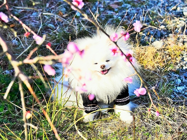 今年も季節は巡り_d0360206_01572898.jpg
