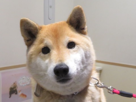 c0174644_12340149.jpg