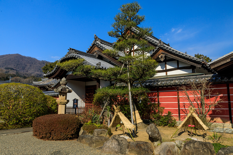 冬牡丹咲く當麻寺奥院_f0155048_22452267.jpg