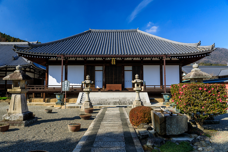 冬牡丹咲く當麻寺奥院_f0155048_22454235.jpg