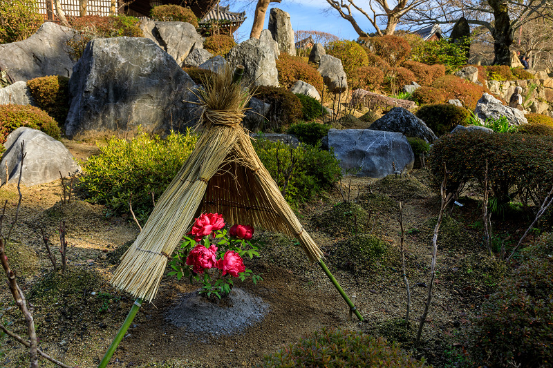 冬牡丹咲く當麻寺奥院_f0155048_22462762.jpg