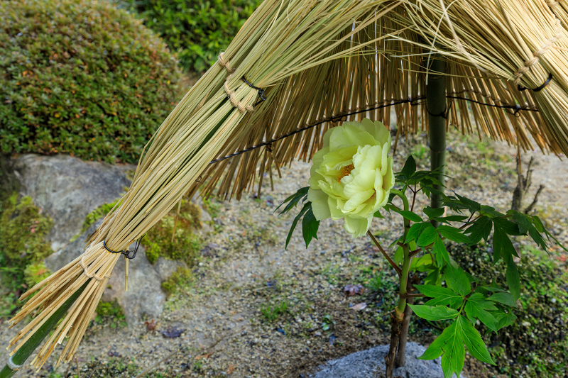 冬牡丹咲く當麻寺奥院_f0155048_22463494.jpg