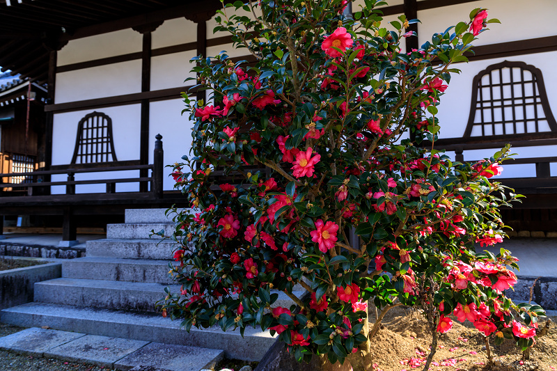 冬牡丹咲く當麻寺奥院_f0155048_22472260.jpg