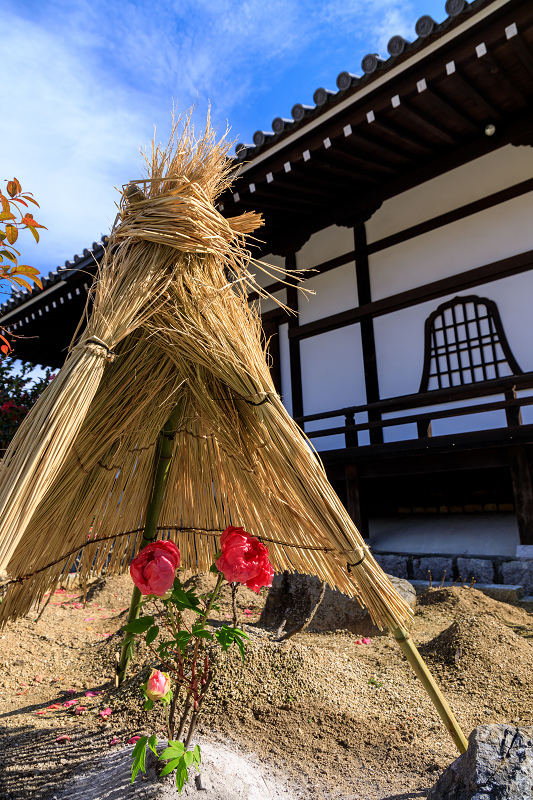 冬牡丹咲く當麻寺奥院_f0155048_2247323.jpg