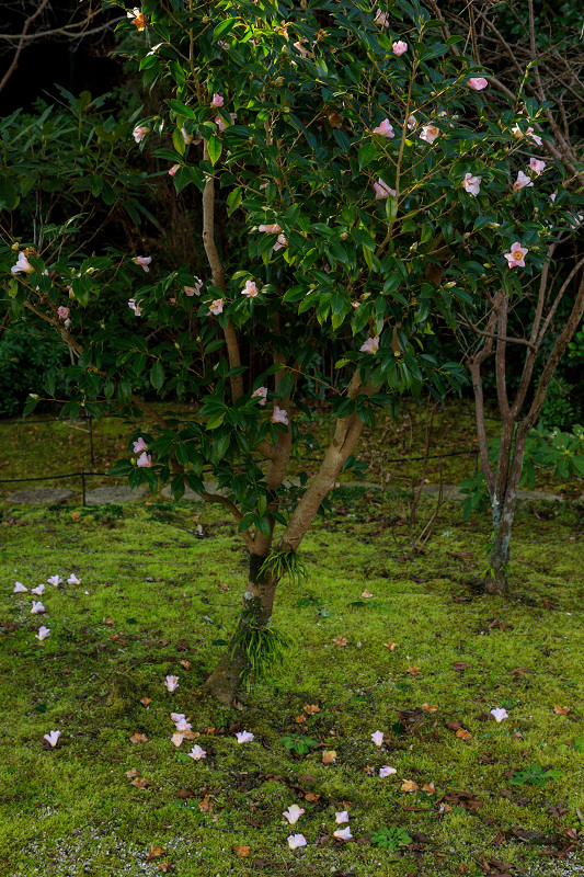 冬牡丹咲く當麻寺奥院_f0155048_22474621.jpg