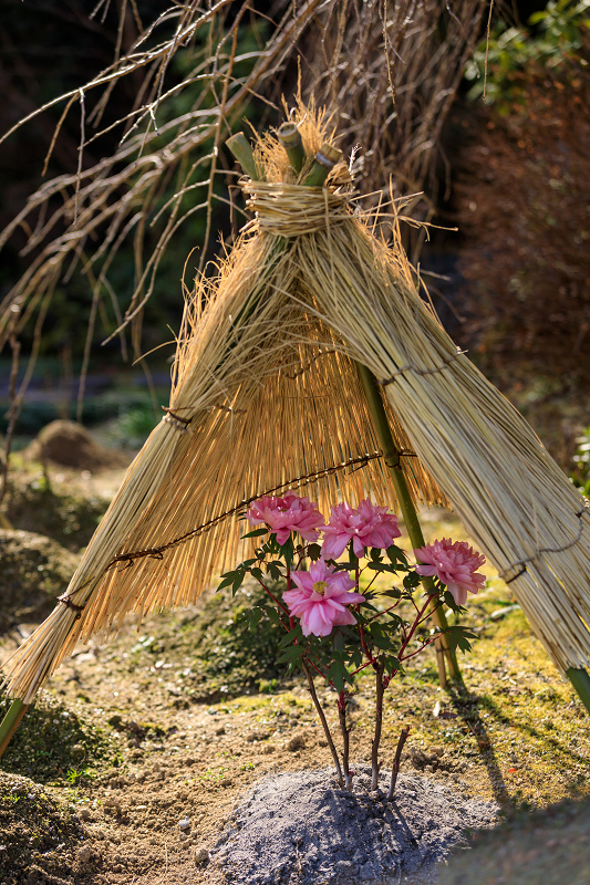 冬牡丹咲く當麻寺奥院_f0155048_2247567.jpg