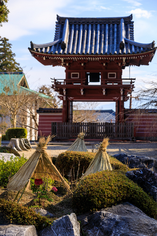 冬牡丹咲く當麻寺奥院_f0155048_22492928.jpg