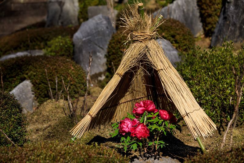 冬牡丹咲く當麻寺奥院_f0155048_22514729.jpg