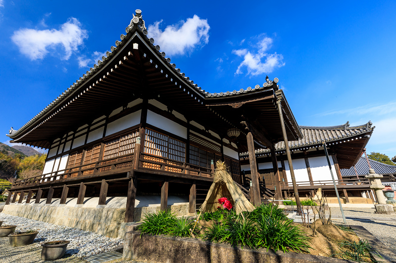 冬牡丹咲く當麻寺奥院_f0155048_22515687.jpg