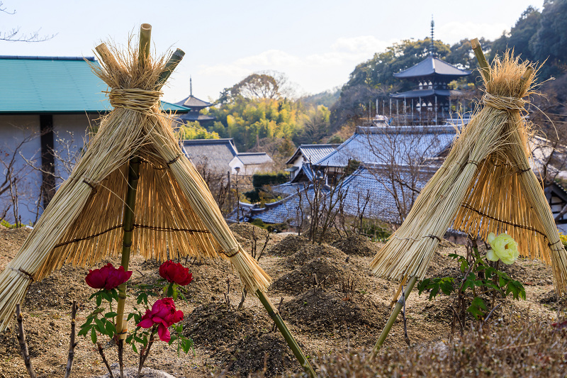 冬牡丹咲く當麻寺奥院_f0155048_22532629.jpg