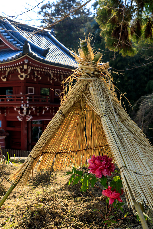 冬牡丹咲く當麻寺奥院_f0155048_2253333.jpg