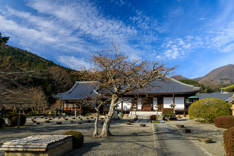 冬牡丹咲く當麻寺奥院_f0155048_22565259.jpg