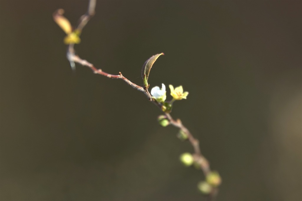 雪・・・、梅の花、シジュウカラなど、春はもうすぐ_b0236251_15174786.jpg