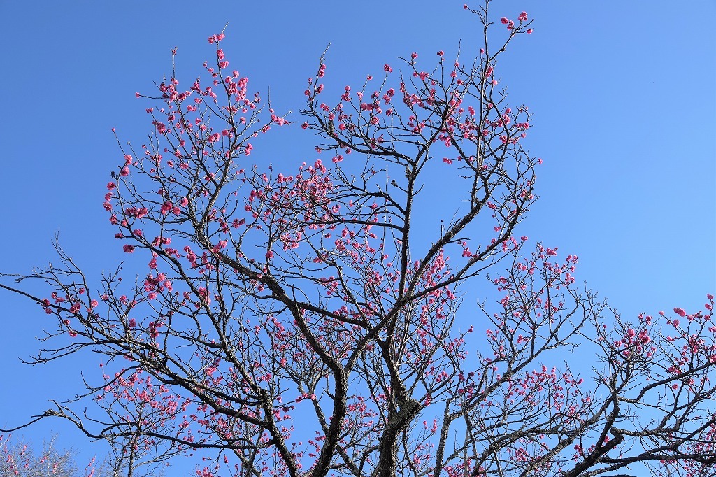 雪・・・、梅の花、シジュウカラなど、春はもうすぐ_b0236251_15243915.jpg