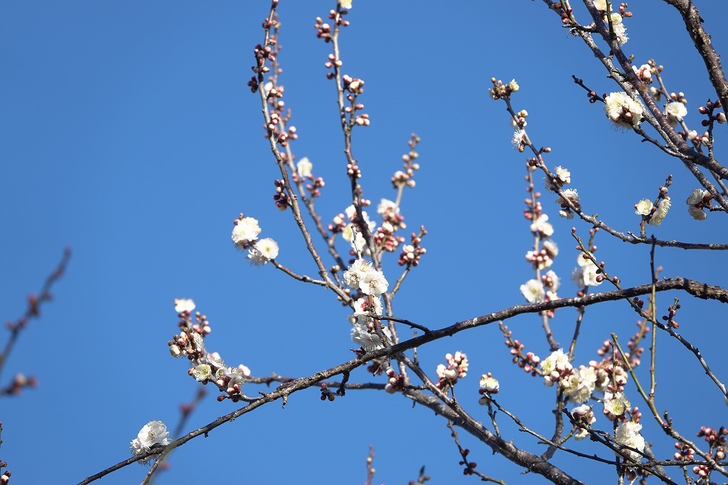 雪・・・、梅の花、シジュウカラなど、春はもうすぐ_b0236251_15254880.jpg