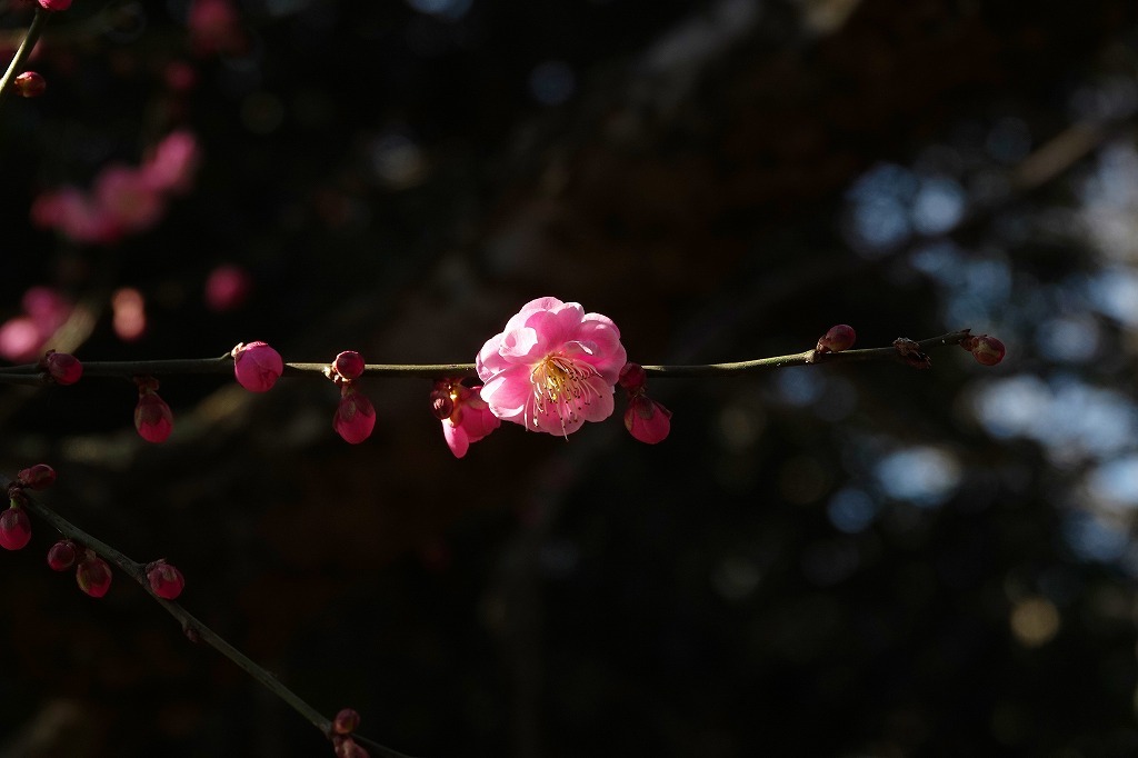 雪・・・、梅の花、シジュウカラなど、春はもうすぐ_b0236251_15260296.jpg