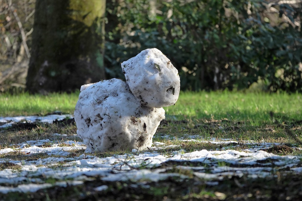 雪・・・、梅の花、シジュウカラなど、春はもうすぐ_b0236251_15285355.jpg