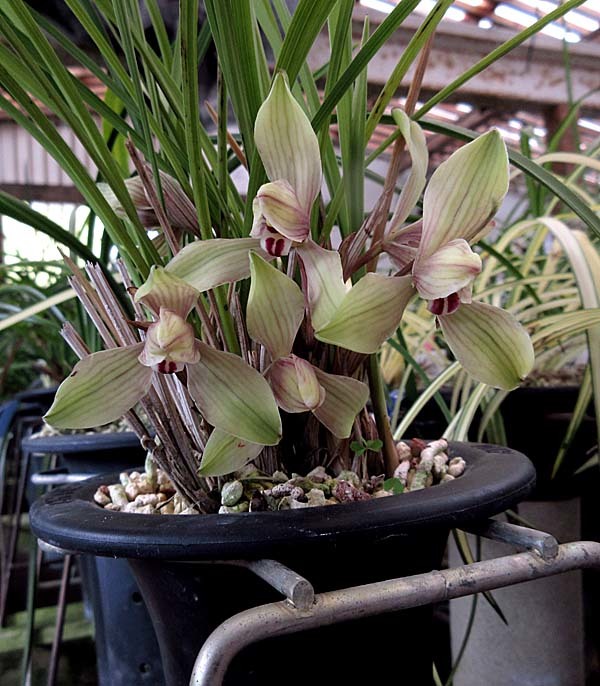 朶朶香兜花　　　　　　　　　　　　　　　　　　　　　　　　　　No.1935_d0103457_22535951.jpg