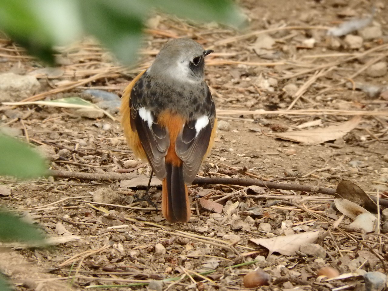 『各務原市民公園の風景と鳥達～』_d0054276_2124068.jpg