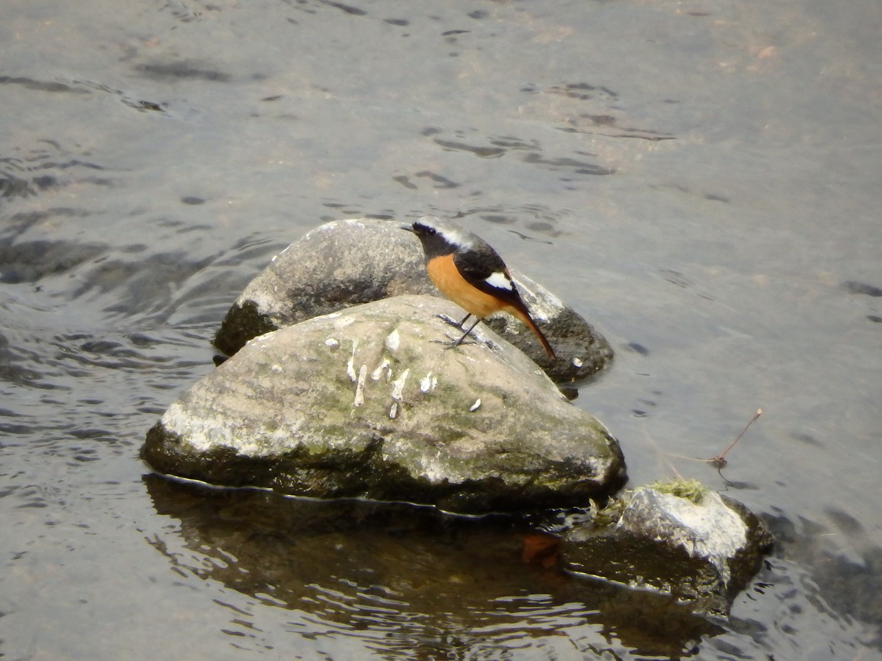 『各務原市民公園の風景と鳥達～』_d0054276_2134150.jpg