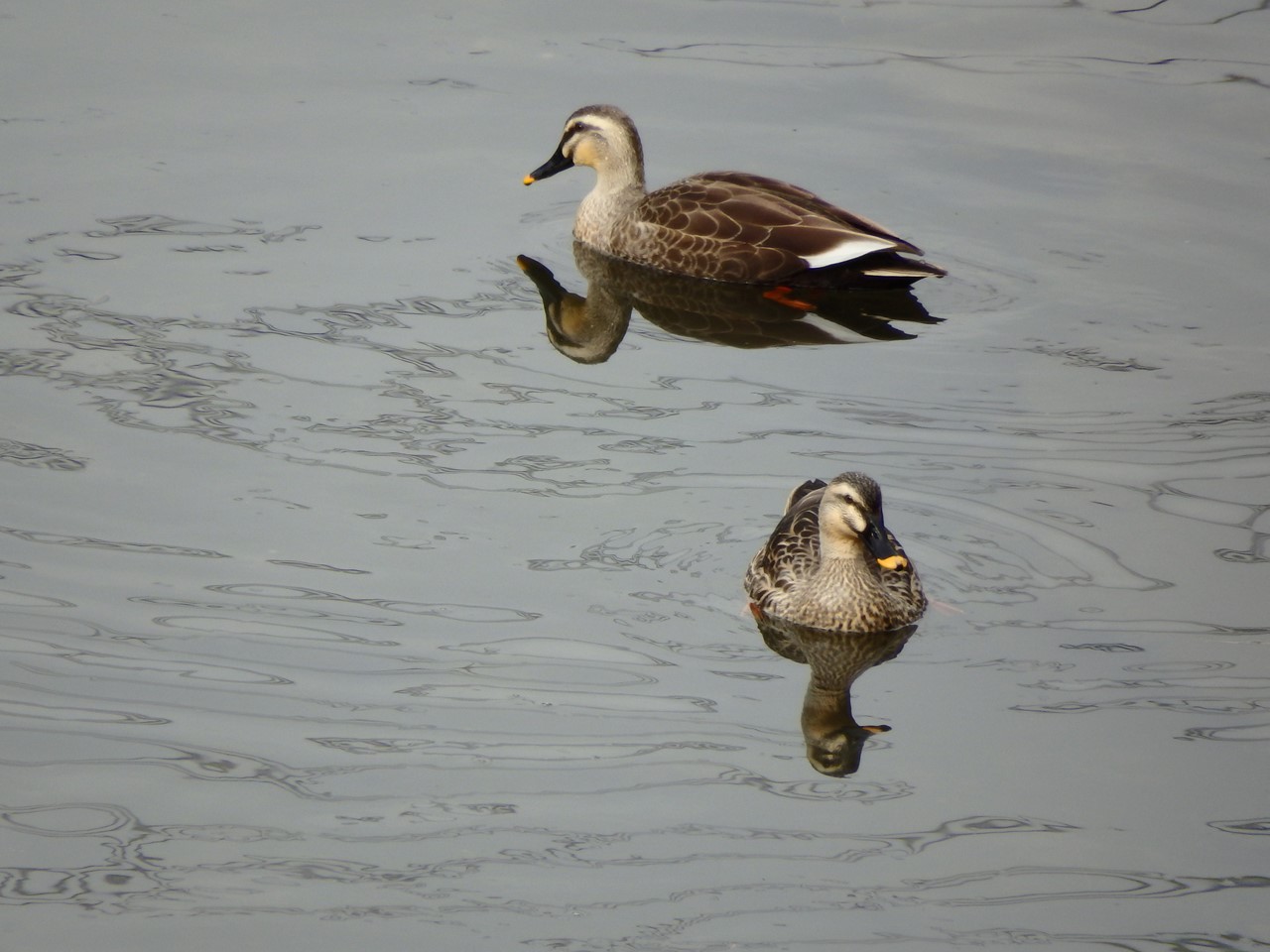 『各務原市民公園の風景と鳥達～』_d0054276_214387.jpg