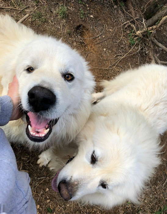 巨大化ピレネー犬との体当たりアクション アメリカ南部ど田舎奮闘記