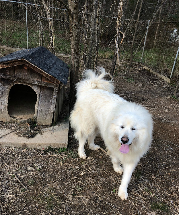 巨大化ピレネー犬との体当たりアクション アメリカ南部ど田舎奮闘記 巨大化ピレネー犬との体当たりアクション アメリカ南部ど田舎奮闘記
