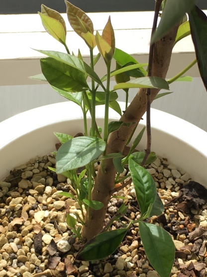 今日も南国植物のお世話…_b0349795_12154490.jpg