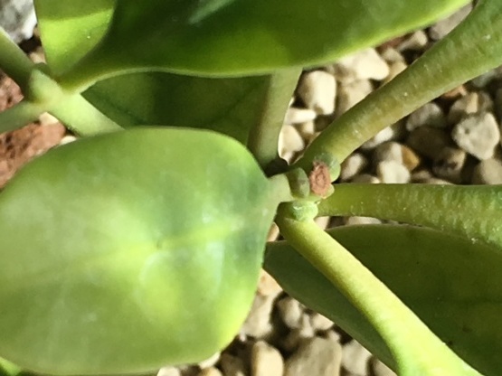 今日も南国植物のお世話…_b0349795_12154509.jpg