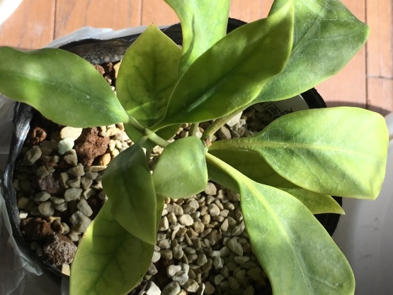 今日も南国植物のお世話…_b0349795_12154758.jpg