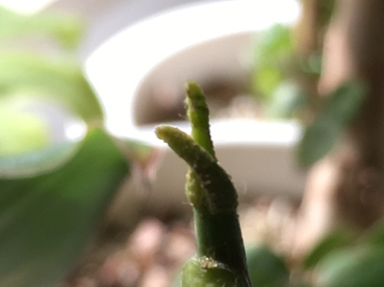 今日も南国植物のお世話…_b0349795_12154826.jpg