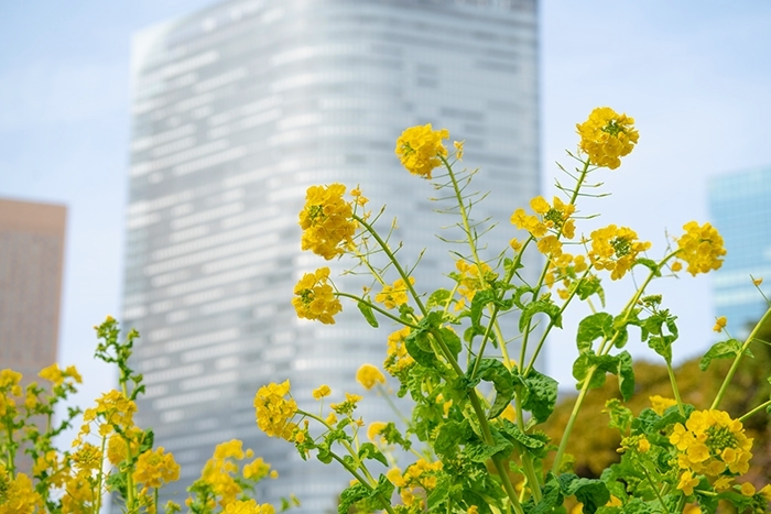 浜離宮恩賜庭園の菜の花と梅　都会の春_b0145398_23191400.jpg