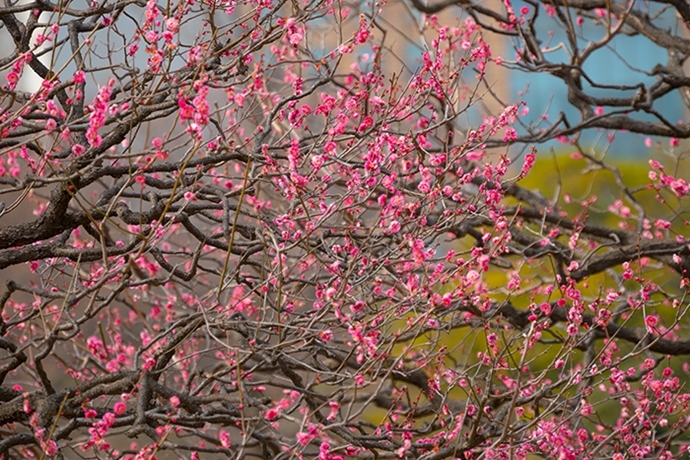 浜離宮恩賜庭園の菜の花と梅　都会の春_b0145398_23193158.jpg