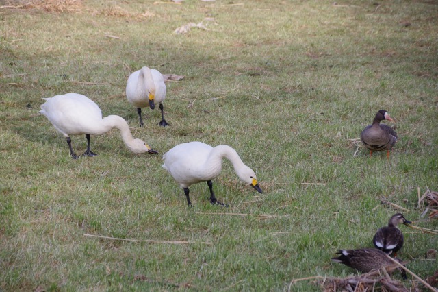 白鳥散歩_b0356401_21303080.jpg