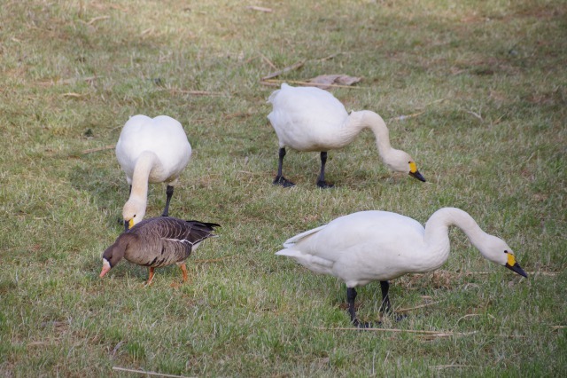 白鳥散歩_b0356401_21304573.jpg
