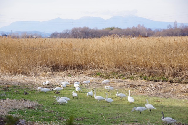 白鳥散歩_b0356401_21305190.jpg