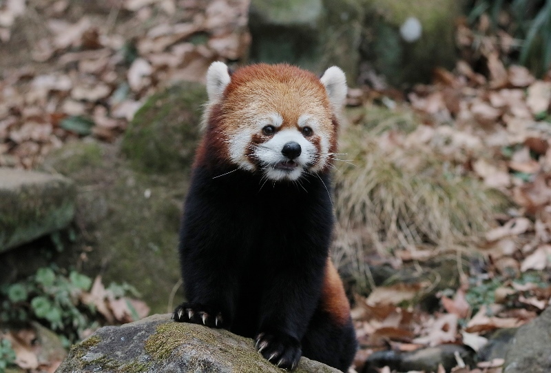 大きな李花と母タオファ : レサパン日和