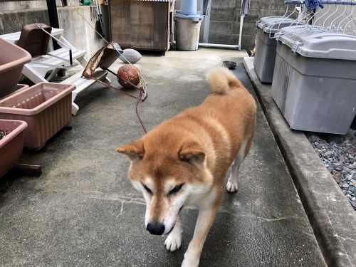 定期検診_d0184114_07532052.jpeg